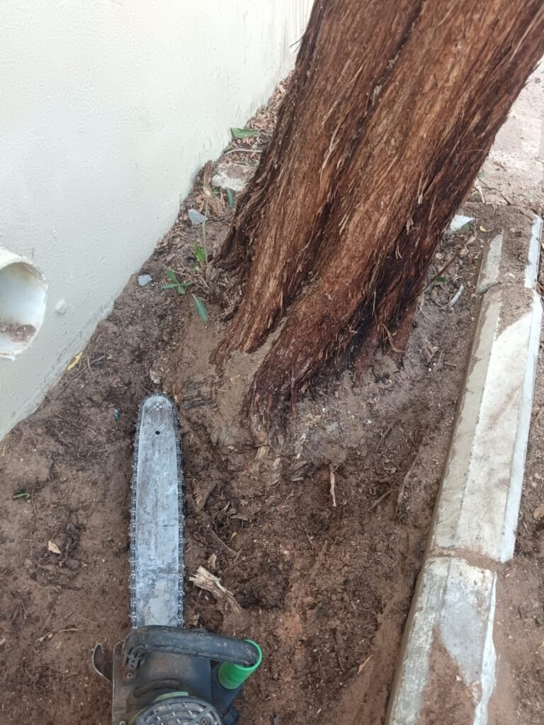 جذع شجرة ضخم بعد القطع من الجذور بجانب المواسير