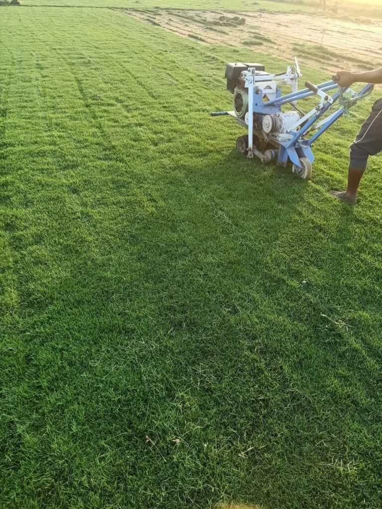 مكينة تهوية وتمشيط العشب الطبيعي أثناء العمل على المسطح