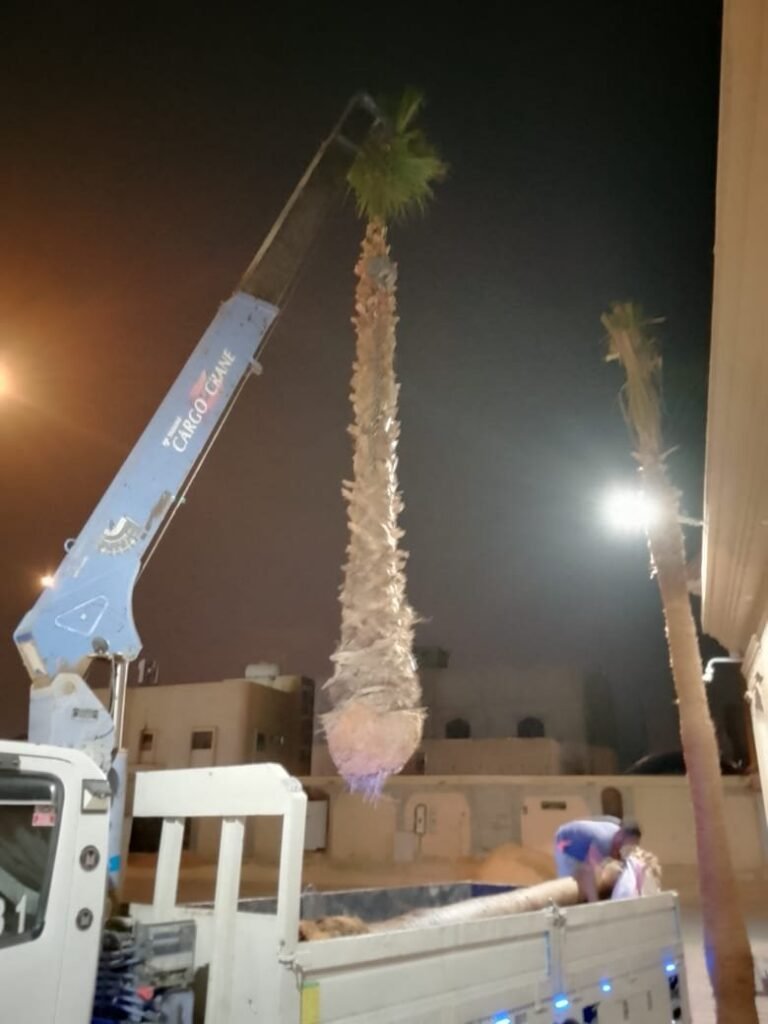 إنزال نخلة بالونش من الشاحنة لزراعتها ليلًا