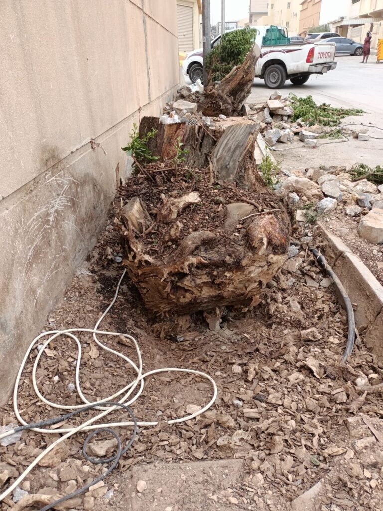 جذع شجرة مقلوع بجذوره مربوط بالحبال في الموقع
