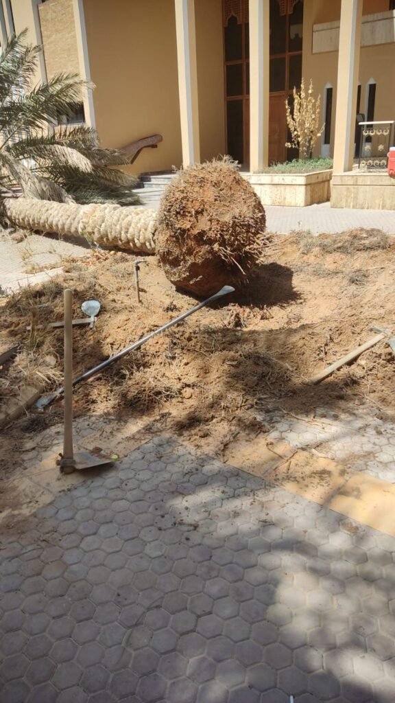 جذر شجرة ضخم مقلوع كاملًا من الأرض في ممشى