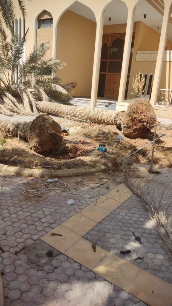 نخلة مقلوعة على الأرض أمام فيلا قبل النقل