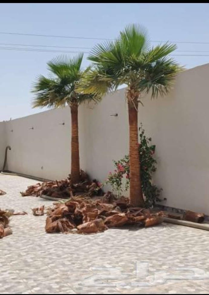 نخلتان بعد قص السعف الجاف وتكريب الجذوع