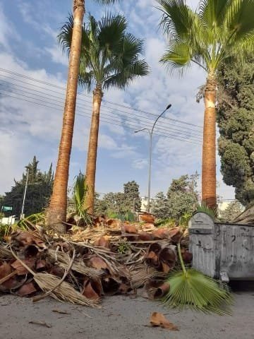 نخيل واشنطنيا بعد قص السعف وتنضيف الجذوع