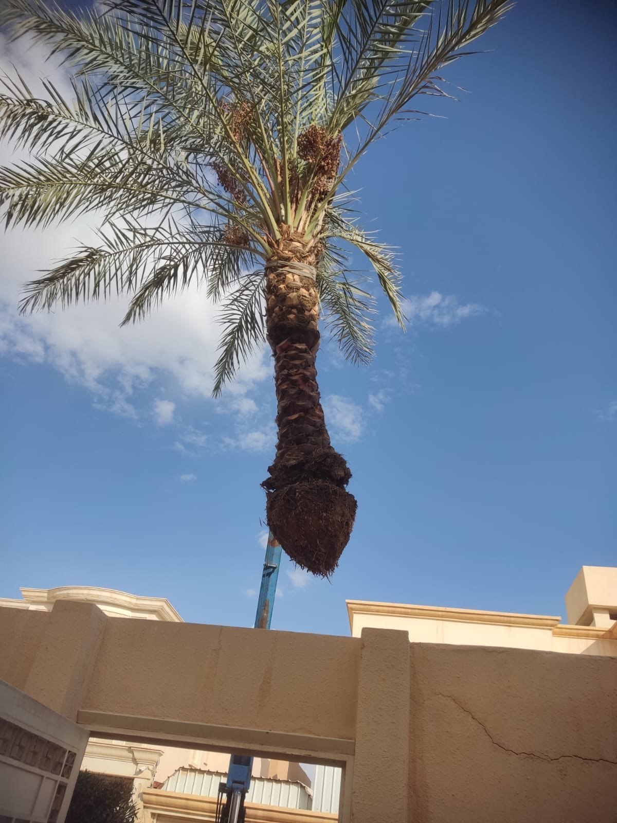نخلة مثمرة بجذع مكرب حديثًا تحت سماء صافية