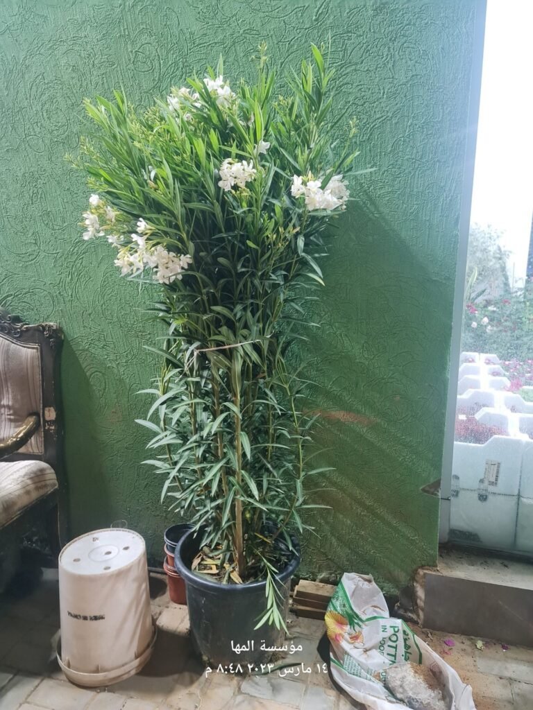 شجرة دفلة بيضاء مزهرة في أصيص قبل الزراعة