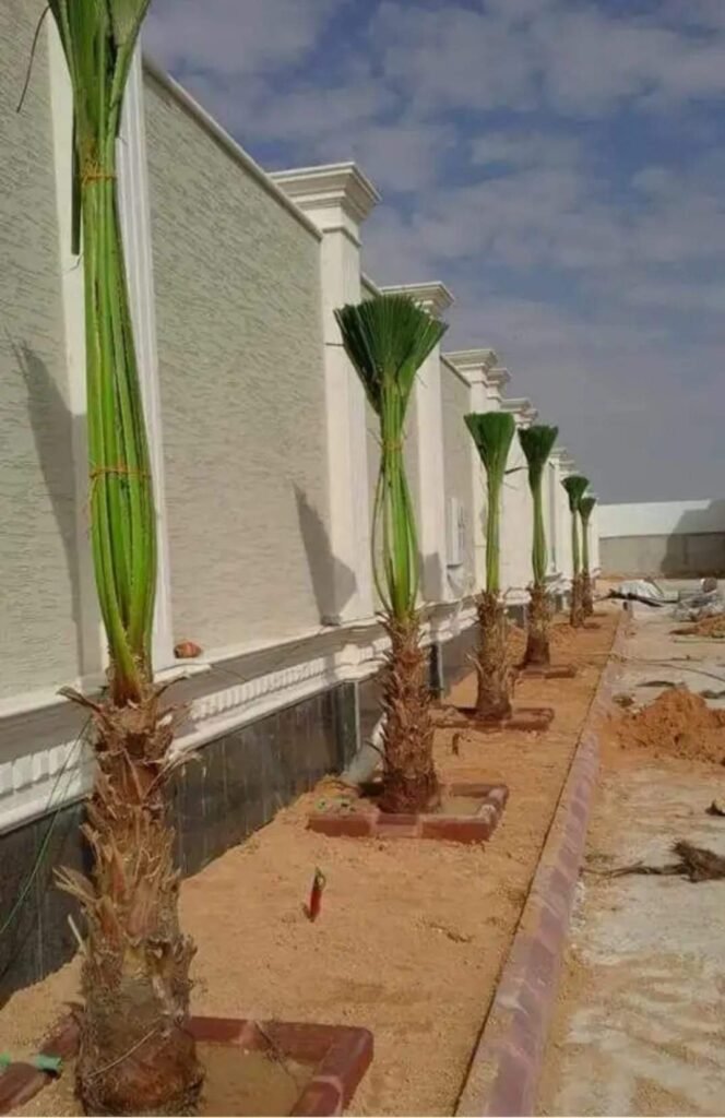 صف نخيل مزروع حديثًا بأحواض ري بجانب فيلا