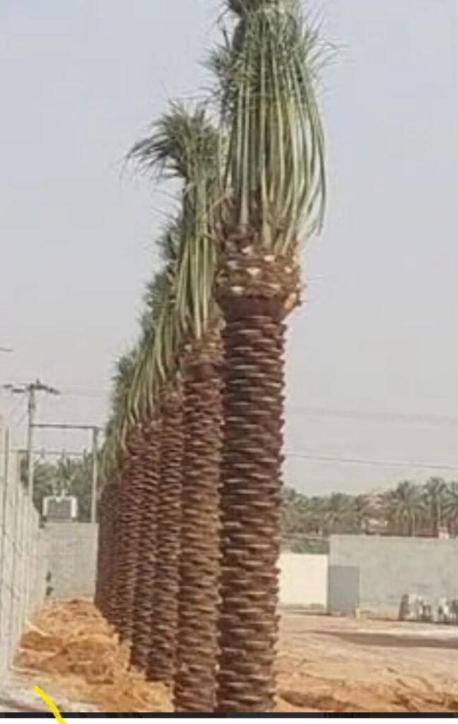 صف طويل من النخيل الكبير المزروع على امتداد الطريق